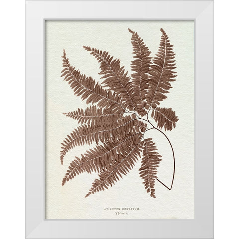 Lowe Sepia Fern II White Modern Wood Framed Art Print by Lowe, E.J.