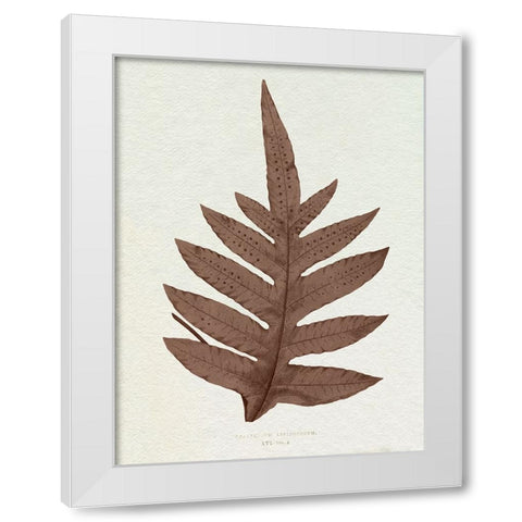 Lowe Sepia Fern IV White Modern Wood Framed Art Print by Lowe, E.J.