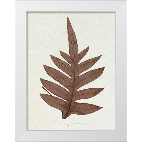 Lowe Sepia Fern IV White Modern Wood Framed Art Print by Lowe, E.J.