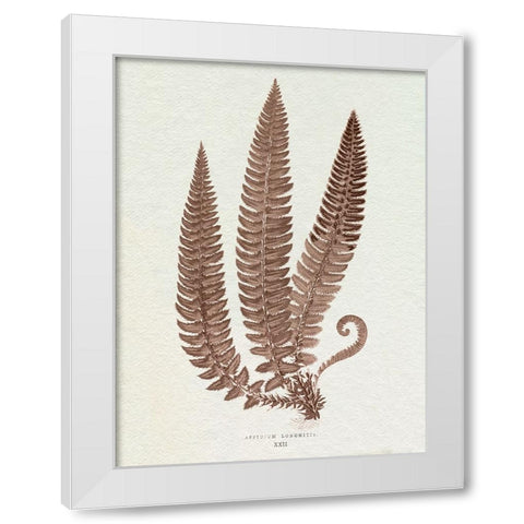 Lowe Sepia Fern V White Modern Wood Framed Art Print by Lowe, E.J.