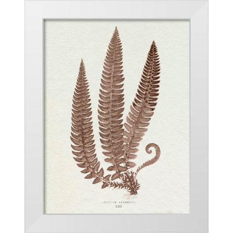 Lowe Sepia Fern V White Modern Wood Framed Art Print by Lowe, E.J.
