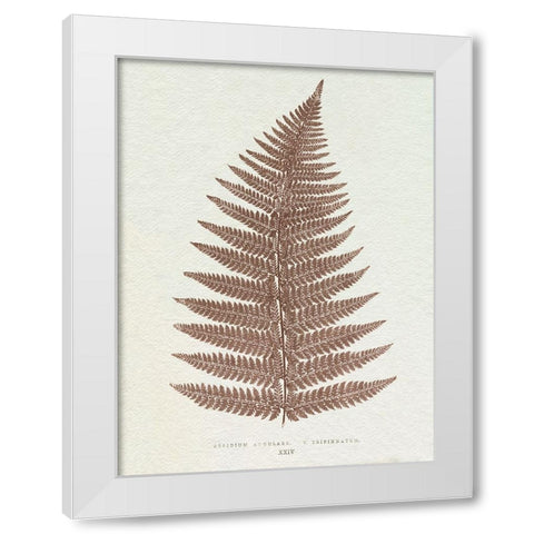 Lowe Sepia Fern VI White Modern Wood Framed Art Print by Lowe, E.J.