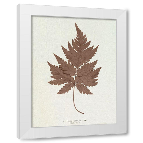 Lowe Sepia Fern VII White Modern Wood Framed Art Print by Lowe, E.J.