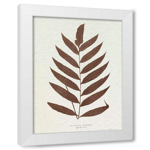 Lowe Sepia Fern VIII White Modern Wood Framed Art Print by Lowe, E.J.