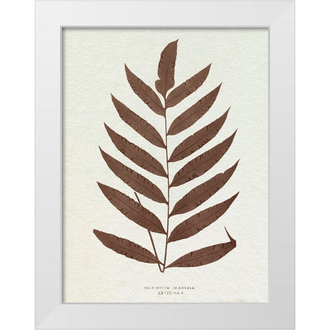 Lowe Sepia Fern VIII White Modern Wood Framed Art Print by Lowe, E.J.