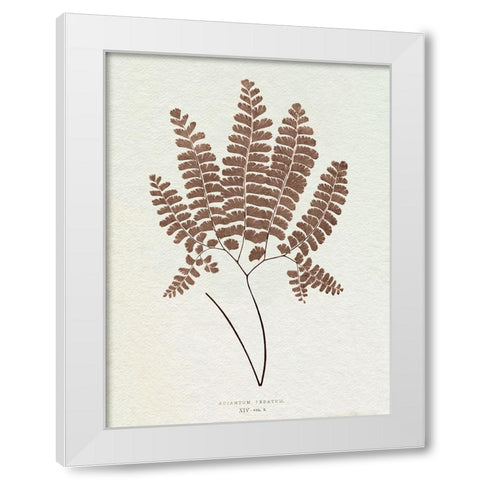 Lowe Sepia Fern IX White Modern Wood Framed Art Print by Lowe, E.J.
