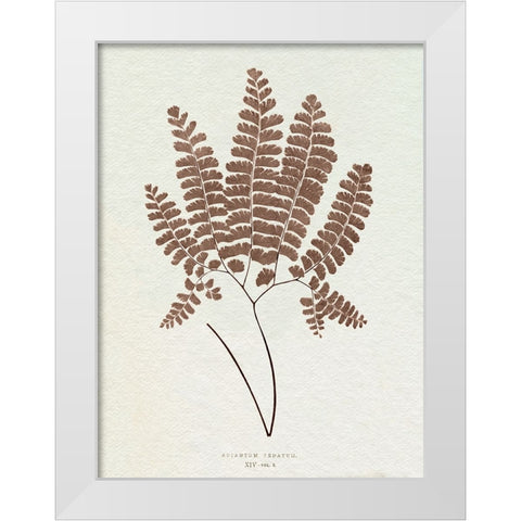 Lowe Sepia Fern IX White Modern Wood Framed Art Print by Lowe, E.J.