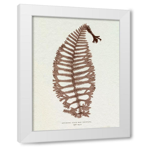 Lowe Sepia Fern X White Modern Wood Framed Art Print by Lowe, E.J.
