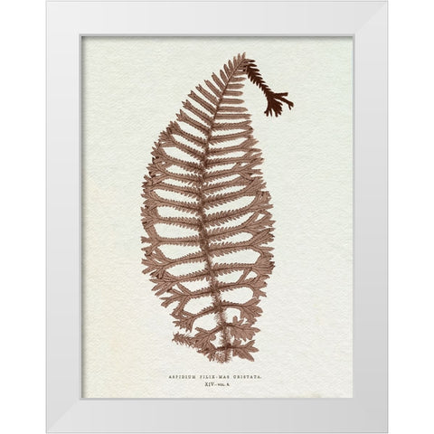 Lowe Sepia Fern X White Modern Wood Framed Art Print by Lowe, E.J.