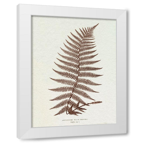 Lowe Sepia Fern XI White Modern Wood Framed Art Print by Lowe, E.J.