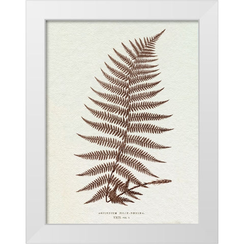 Lowe Sepia Fern XI White Modern Wood Framed Art Print by Lowe, E.J.