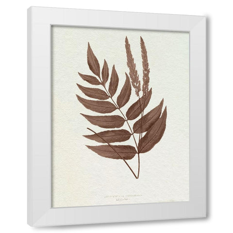 Lowe Sepia Fern XII White Modern Wood Framed Art Print by Lowe, E.J.