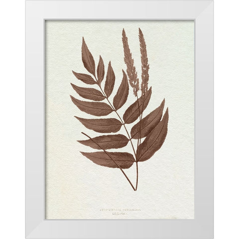 Lowe Sepia Fern XII White Modern Wood Framed Art Print by Lowe, E.J.