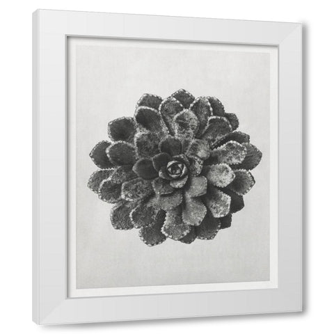 Blossfeldt Rosette I White Modern Wood Framed Art Print by Blossfeldt, Karl