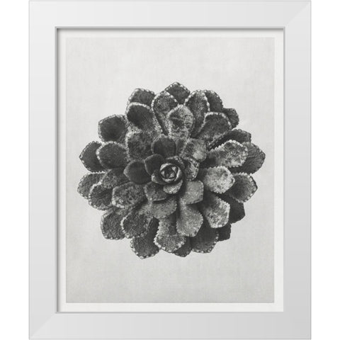 Blossfeldt Rosette I White Modern Wood Framed Art Print by Blossfeldt, Karl