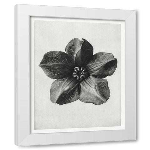 Blossfeldt Rosette II White Modern Wood Framed Art Print by Blossfeldt, Karl