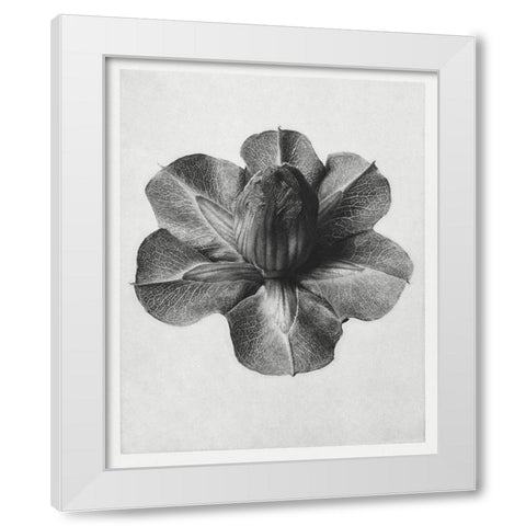 Blossfeldt Rosette III White Modern Wood Framed Art Print by Blossfeldt, Karl