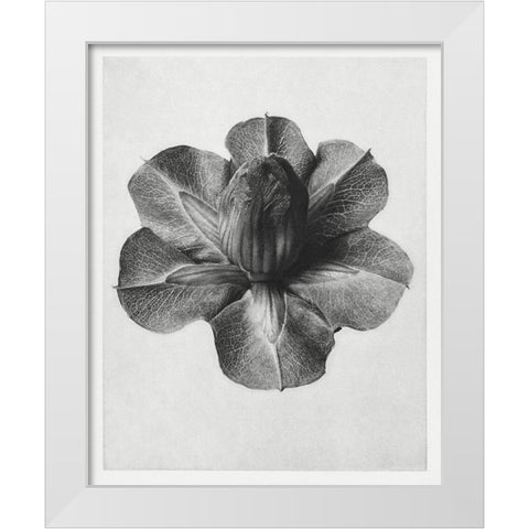 Blossfeldt Rosette III White Modern Wood Framed Art Print by Blossfeldt, Karl