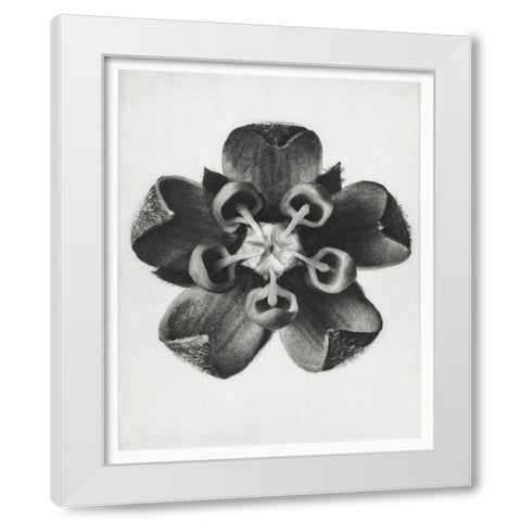 Blossfeldt Rosette IV White Modern Wood Framed Art Print by Blossfeldt, Karl