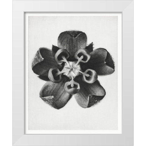 Blossfeldt Rosette IV White Modern Wood Framed Art Print by Blossfeldt, Karl