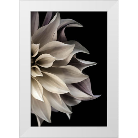 Shattered Petals II White Modern Wood Framed Art Print by Stalus, Judy