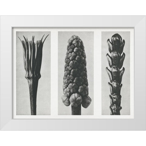 Blossfeldts Triptych I White Modern Wood Framed Art Print by Blossfeldt, Karl