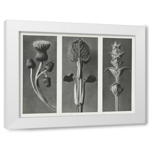 Blossfeldts Triptych II White Modern Wood Framed Art Print by Blossfeldt, Karl