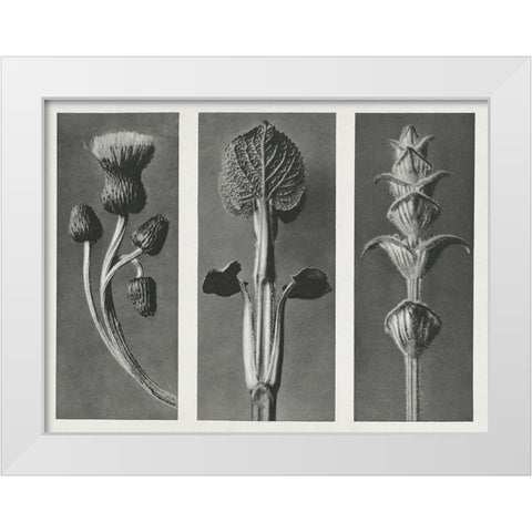 Blossfeldts Triptych II White Modern Wood Framed Art Print by Blossfeldt, Karl