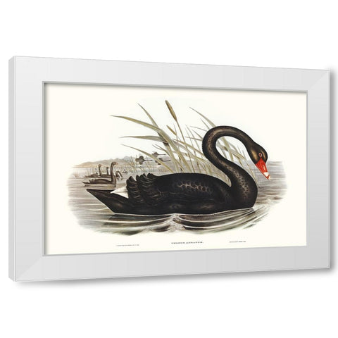 Majestic Waterbird III White Modern Wood Framed Art Print by Gould, Elizabeth