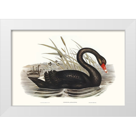 Majestic Waterbird III White Modern Wood Framed Art Print by Gould, Elizabeth