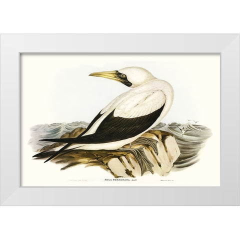 Majestic Waterbird VI White Modern Wood Framed Art Print by Gould, Elizabeth
