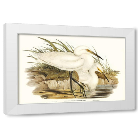 Waterbird Pairing I White Modern Wood Framed Art Print by Gould, Elizabeth