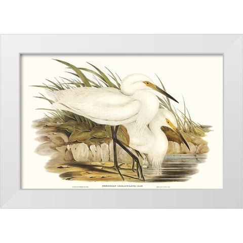 Waterbird Pairing I White Modern Wood Framed Art Print by Gould, Elizabeth
