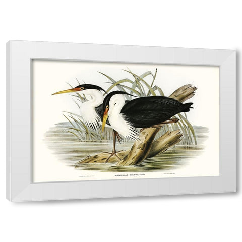 Waterbird Pairing II White Modern Wood Framed Art Print by Gould, Elizabeth