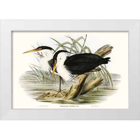Waterbird Pairing II White Modern Wood Framed Art Print by Gould, Elizabeth