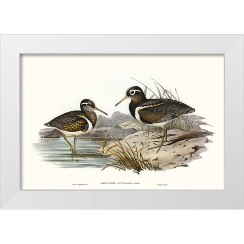 Waterbird Pairing III White Modern Wood Framed Art Print by Gould, Elizabeth
