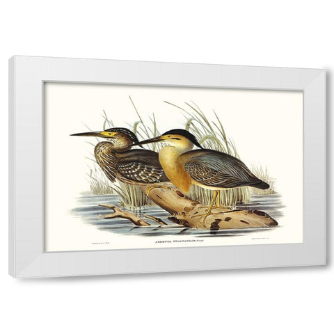 Waterbird Pairing IV White Modern Wood Framed Art Print by Gould, Elizabeth