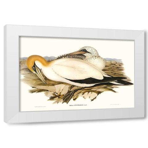 Waterbird Pairing VI White Modern Wood Framed Art Print by Gould, Elizabeth