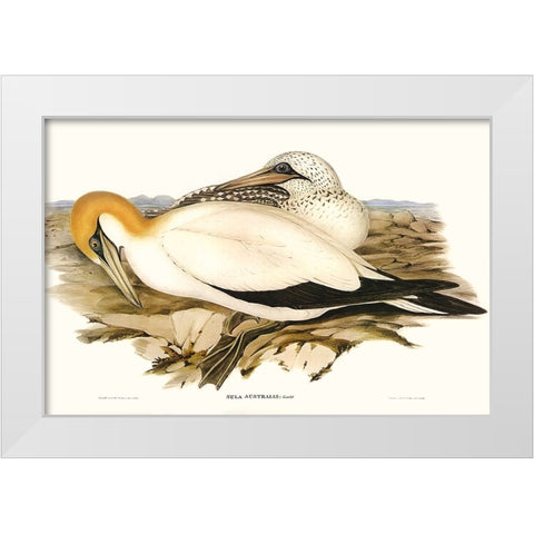 Waterbird Pairing VI White Modern Wood Framed Art Print by Gould, Elizabeth