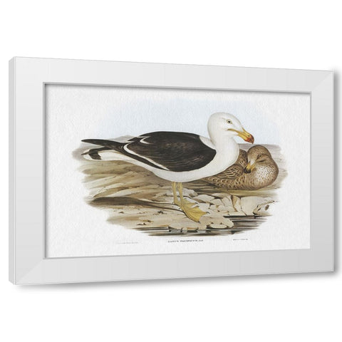 Seabird Pairing I White Modern Wood Framed Art Print by Gould, Elizabeth