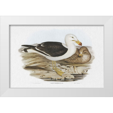 Seabird Pairing I White Modern Wood Framed Art Print by Gould, Elizabeth