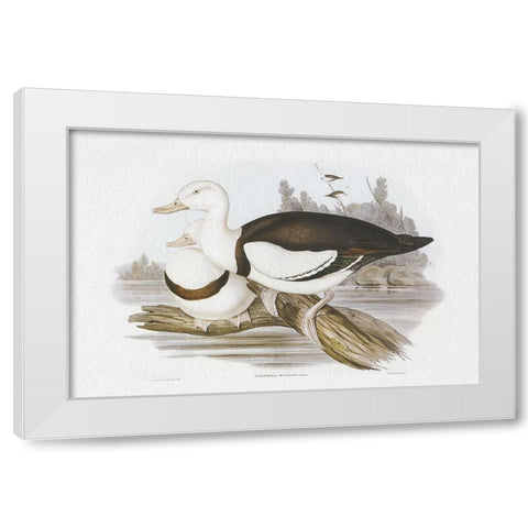 Seabird Pairing II White Modern Wood Framed Art Print by Gould, Elizabeth