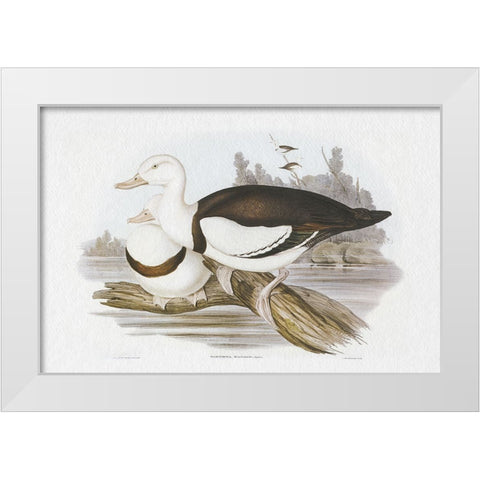 Seabird Pairing II White Modern Wood Framed Art Print by Gould, Elizabeth