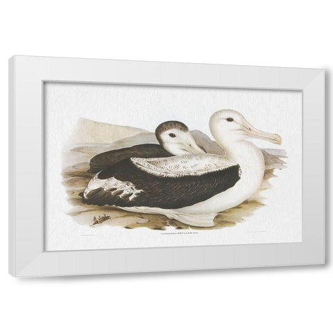 Seabird Pairing III White Modern Wood Framed Art Print by Gould, Elizabeth