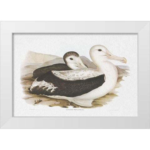 Seabird Pairing III White Modern Wood Framed Art Print by Gould, Elizabeth