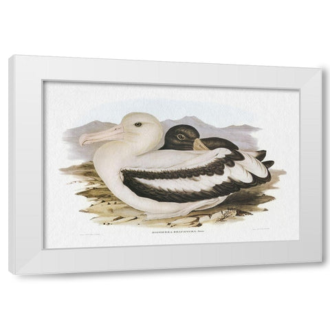 Seabird Pairing IV White Modern Wood Framed Art Print by Gould, Elizabeth