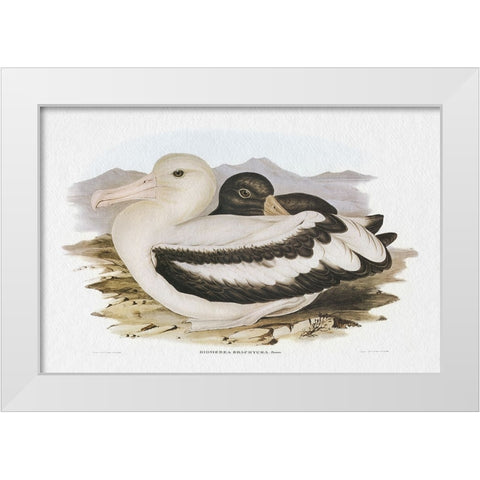 Seabird Pairing IV White Modern Wood Framed Art Print by Gould, Elizabeth