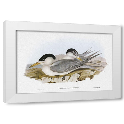 Seabird Pairing V White Modern Wood Framed Art Print by Gould, Elizabeth