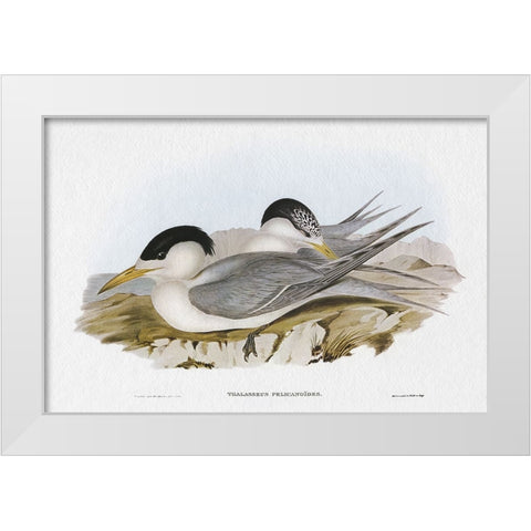 Seabird Pairing V White Modern Wood Framed Art Print by Gould, Elizabeth