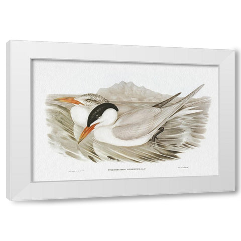 Seabird Pairing VI White Modern Wood Framed Art Print by Gould, Elizabeth